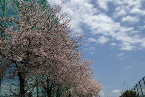 桜吹雪